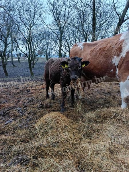 Eladó magyartarka–kárpáti borzderes keverék üsző