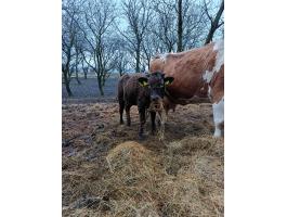 Eladó magyartarka–kárpáti borzderes keverék üsző