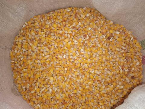 Eladó kukorica Hajdúböszörményben