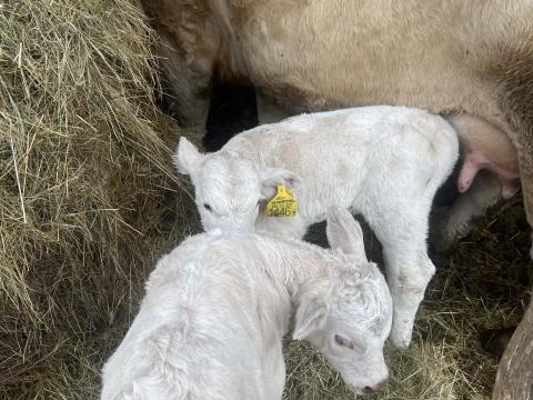 Fajtatiszta Charolais üsző borjú eladó