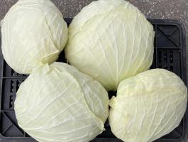 Eladó lapos fejes káposzta Tiszakécse-Tiszabögön