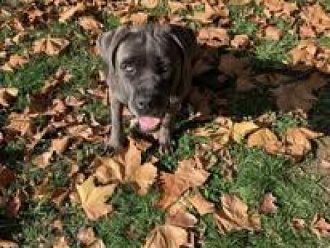 Eladó Cane Corso szuka kutya