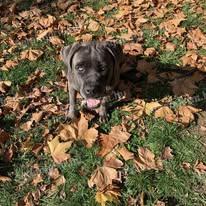 Eladó Cane Corso szuka kutya