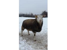 Berrichon du Cher törzskönyves kos / kosok eladók