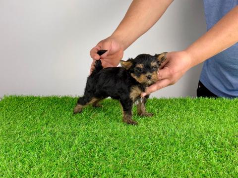 Törzskönyves Yorkshire terrier Yorki kiskutya