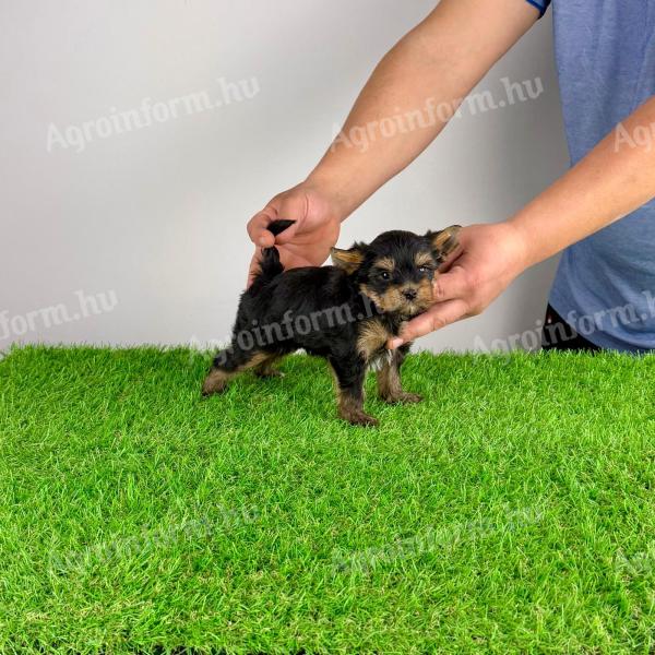 Törzskönyves Yorkshire terrier Yorki kiskutya