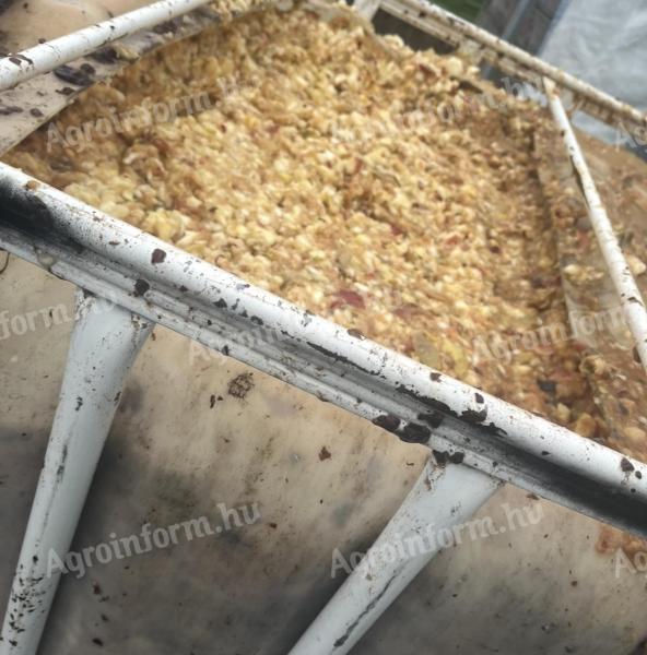 Frissen darált alma cefre