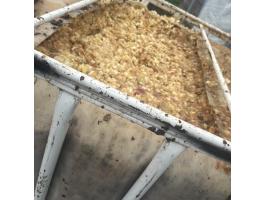 Frissen darált alma cefre