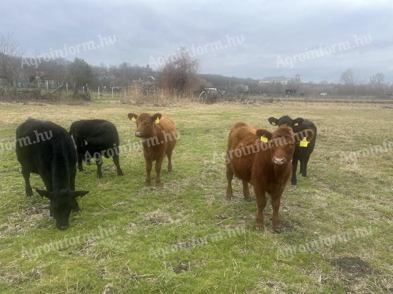 Angus bika és üsző borjak eladók
