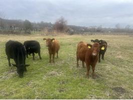 Angus bika és üsző borjak eladók