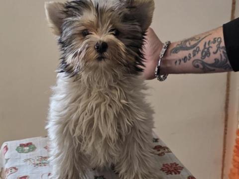 Törzskonyves Biewer Yorki