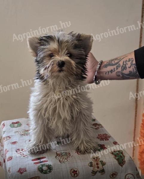 Törzskonyves Biewer Yorki