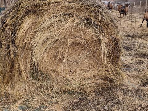 Széna heston bálában eladó