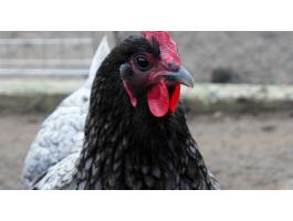 Australorp /ausztralorp/ tojás,  tenyésztojás keltető tojás