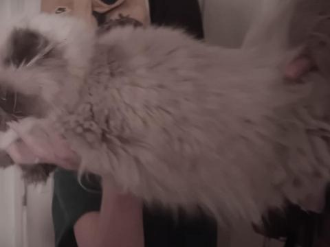 Gyönyörű törzskönyvezett Himalája perzsa cica eladó