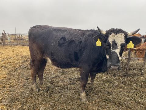 Eladó előhasi üsző (tehén) Limousin és vöröstarka holstein-fríz származású