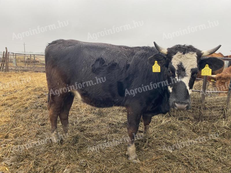 Eladó előhasi üsző (tehén) Limousin és vöröstarka holstein-fríz származású