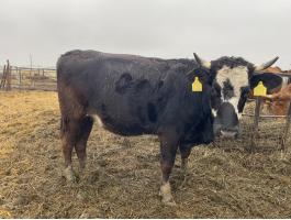 Eladó előhasi üsző (tehén) Limousin és vöröstarka holstein-fríz származású