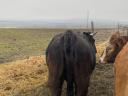 Eladó előhasi üsző (tehén) Limousin és vöröstarka holstein-fríz származású