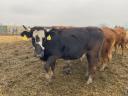 Eladó előhasi üsző (tehén) Limousin és vöröstarka holstein-fríz származású