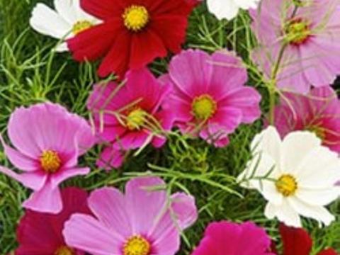 Pillangóvirág mag, színkeverék eladó