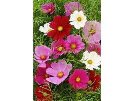 Pillangóvirág mag, színkeverék eladó