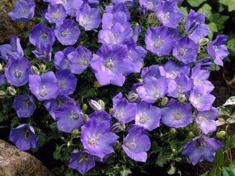 Kék kárpátiai virágmag