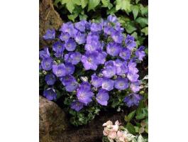 Kék kárpátiai virágmag