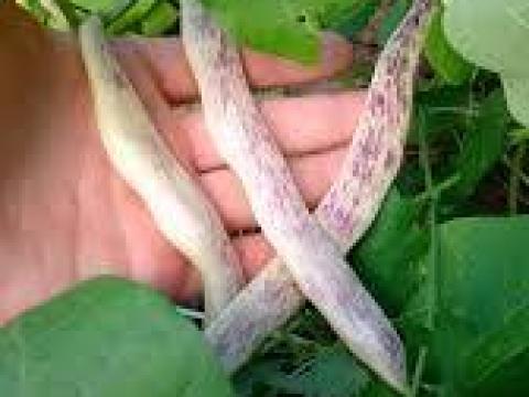 Fejtősbab, cirmos bab eladó