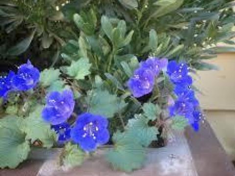 Phacelia facelia virágmag eladó