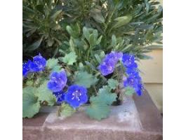 Phacelia facelia virágmag eladó