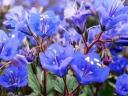 Phacelia facelia virágmag eladó