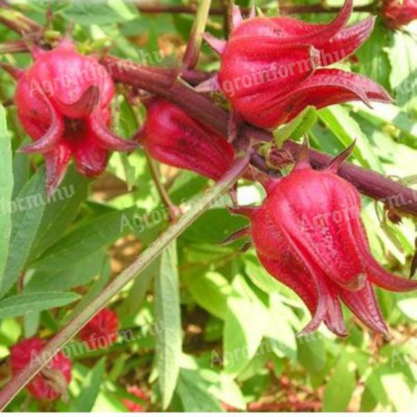 Varjúmák (Hibiscus trionum) magok