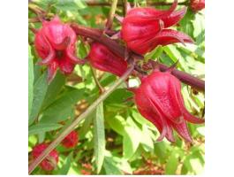Varjúmák (Hibiscus trionum) magok