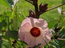 Varjúmák (Hibiscus trionum) magok