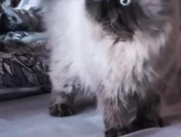 Gyönyörű törzskönyvezett Himalája perzsa cica eladó tenyésztésre is