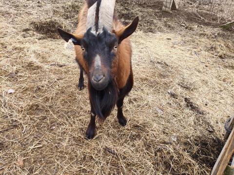 Alpesi "A" törzskönyvezett bakkecske