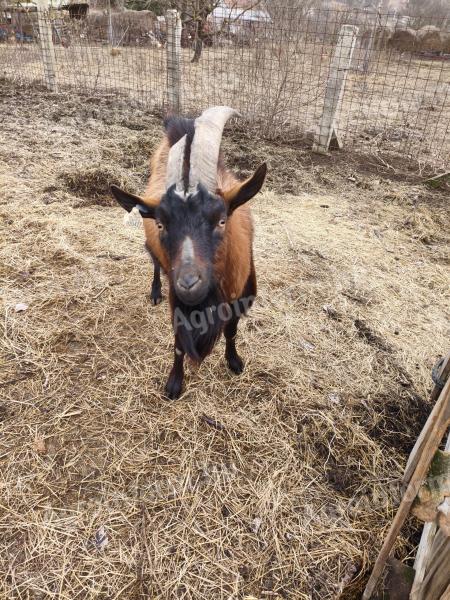 Alpesi "A" törzskönyvezett bakkecske