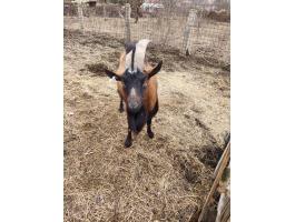 Alpesi "A" törzskönyvezett bakkecske