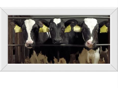 Bika borjú Holstein-fríz