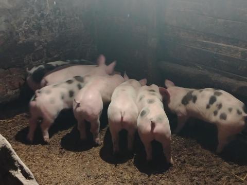 Leválasztott malacok eladók