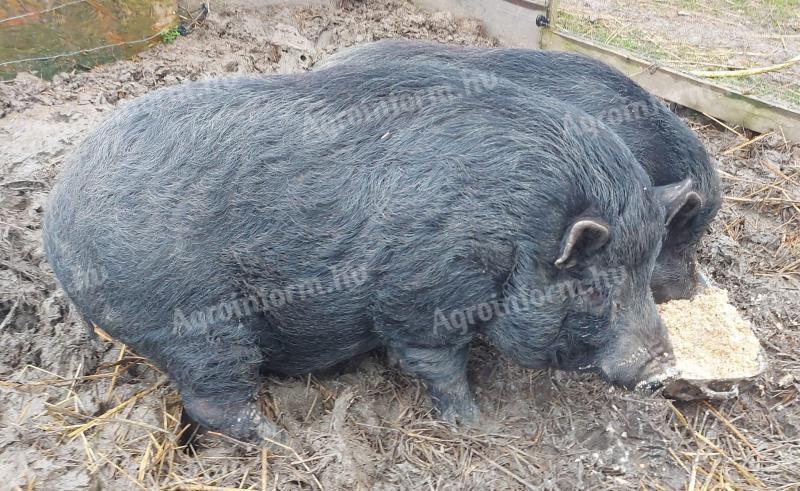 Vietnami csungohasu kan es suldo disznok eladok