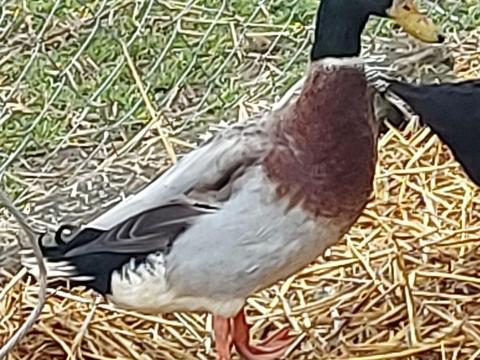 Futókacsa pár eladó