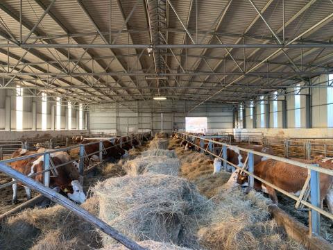 Magyar tarka tehén borjával