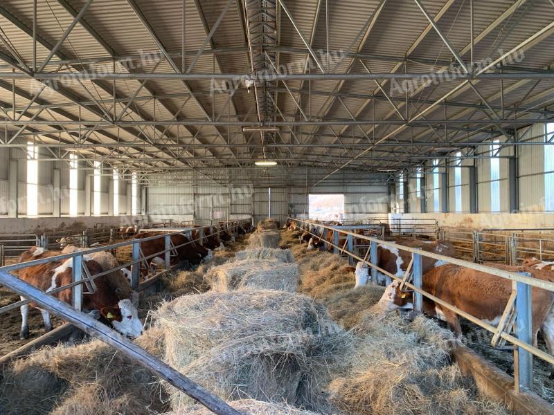 Magyar tarka tehén borjával