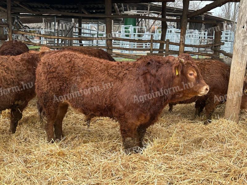 Tenyészbika limousine