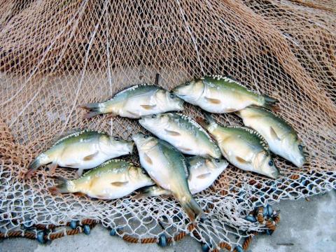 Ponty, egynyaras, 3,5 dkg-os, eladó