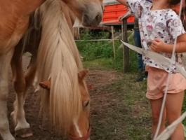 Haflingi kanca csikó