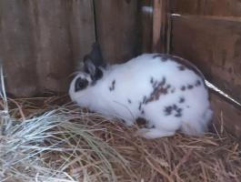 Oroszlánfejű nyulak eladók