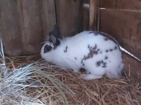 Oroszlánfejű nyulak eladók